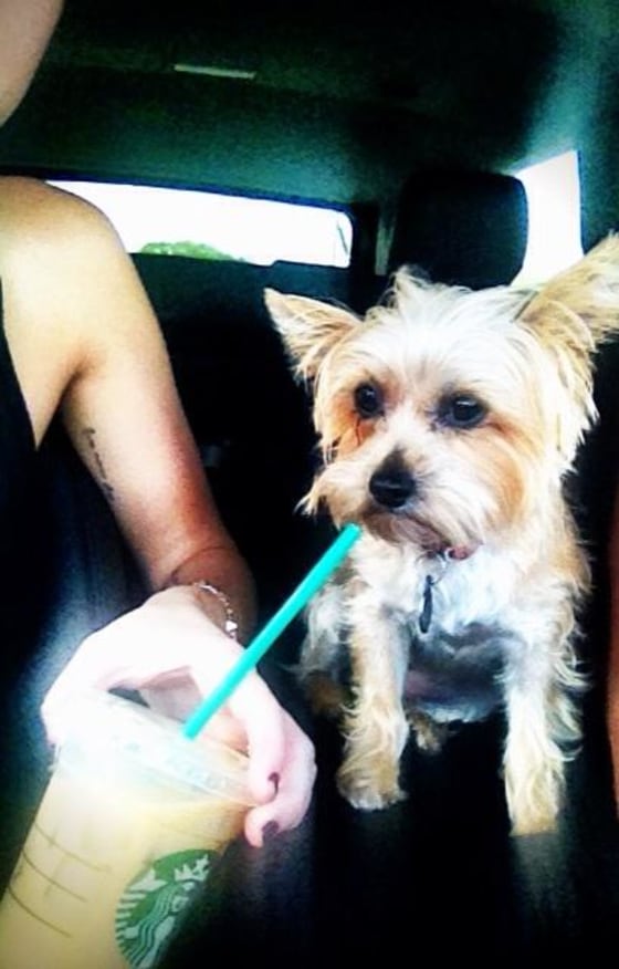 Sad news Miley Cyrus' beloved dog Lila dies